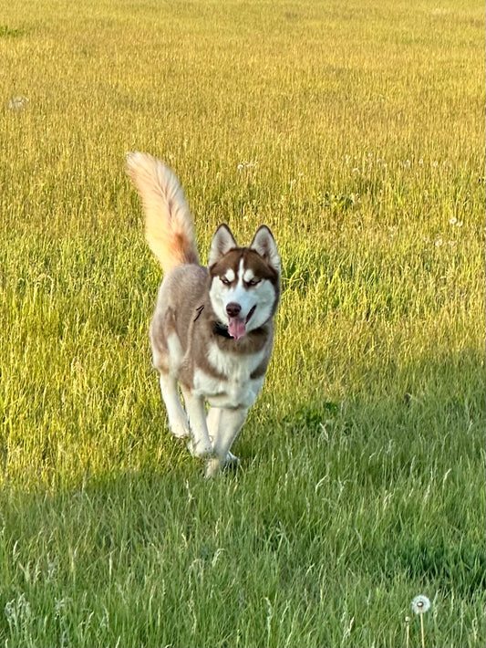 6 Week Off-Leash Course